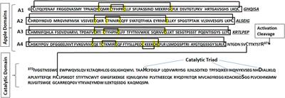 Human plasma kallikrein: roles in coagulation, fibrinolysis, inflammation pathways, and beyond